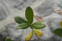 Plant Illustration Details