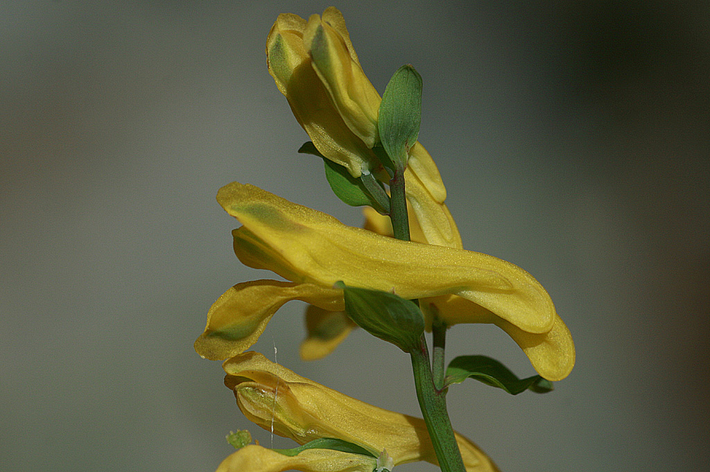 Plant Illustration Details