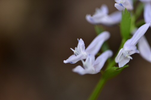 털현호색(Corydalis hirtipes B.U.Oh & J.G.Kim)