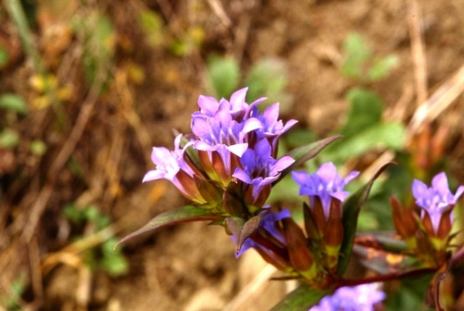 Gentiana scabra Bunge