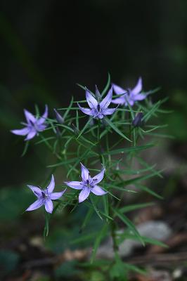 Plant Illustration Details