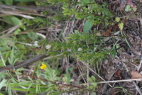 Plant Illustration Details