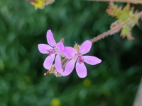 Plant Illustration Details