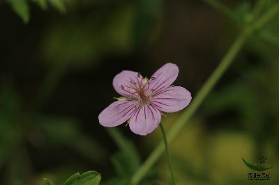 Plant Illustration Details