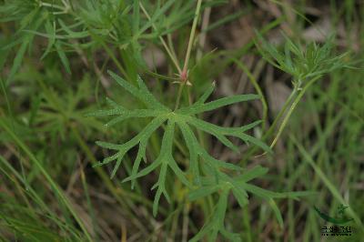 Plant Illustration Details