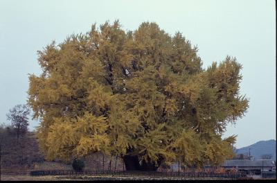 은행나무(Ginkgo biloba L.)