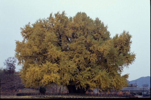 Ginkgo biloba L.