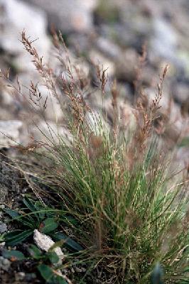 Plant Illustration Details