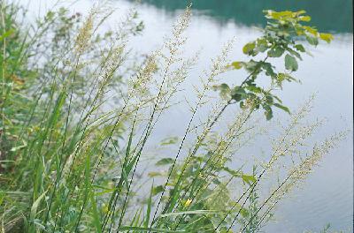 Plant Illustration Details