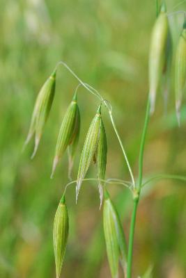 Plant Illustration Details