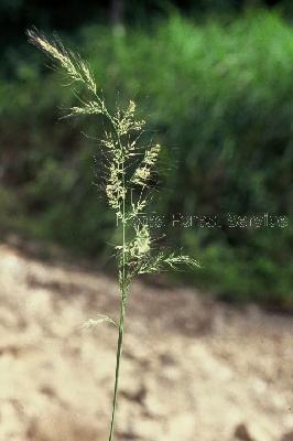 Plant Illustration Details