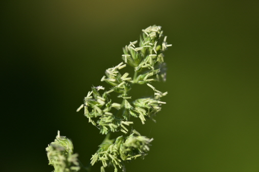 Plant Illustration Details