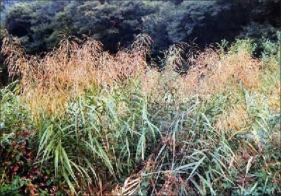 Phragmites australis (Cav.) Trin. ex Steud.