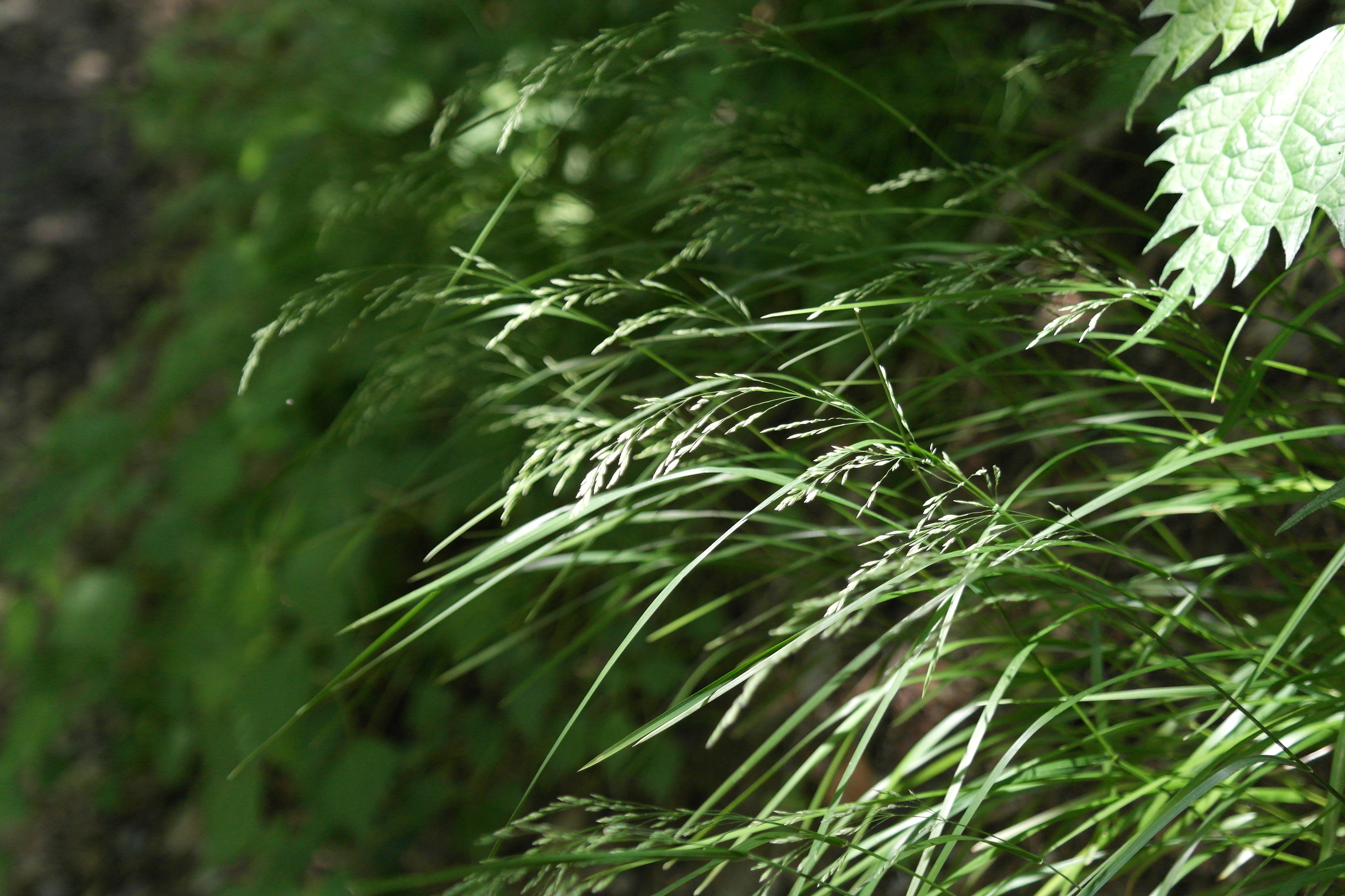 Plant Illustration Details