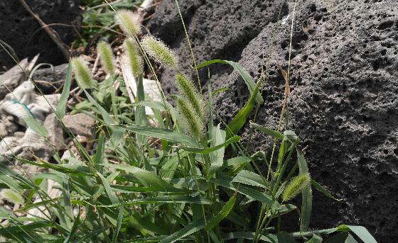 강아지풀(Setaria viridis (L.) P.Beauv.)