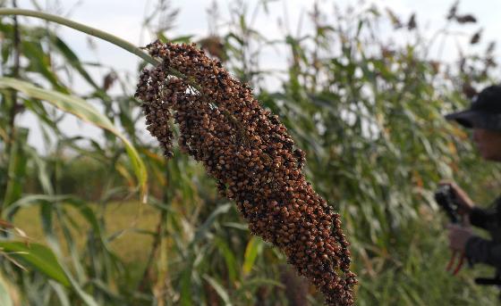 수수(Sorghum bicolor (L.) Moench)