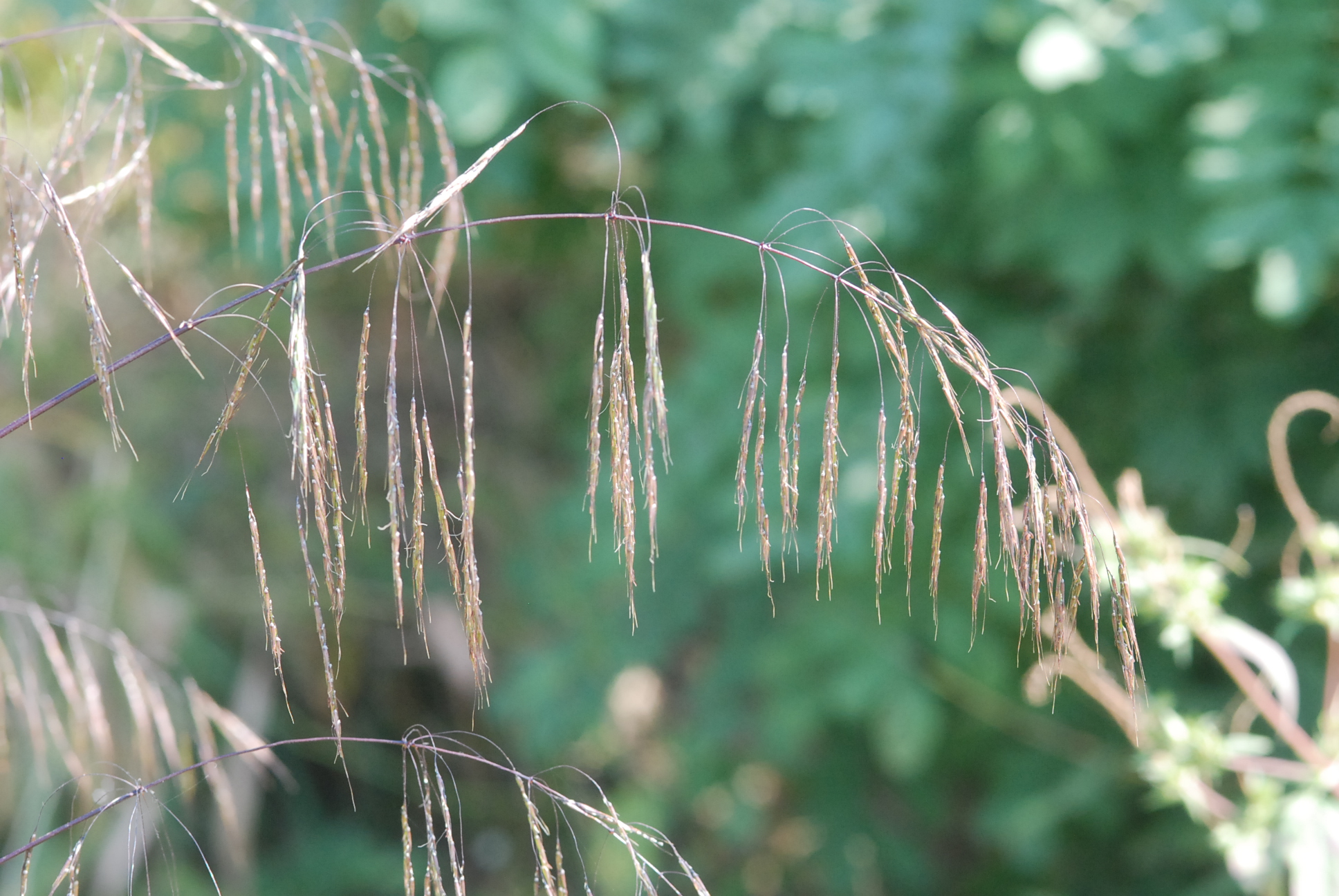 Plant Illustration Details