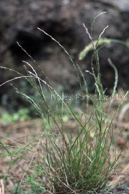 Plant Illustration Details