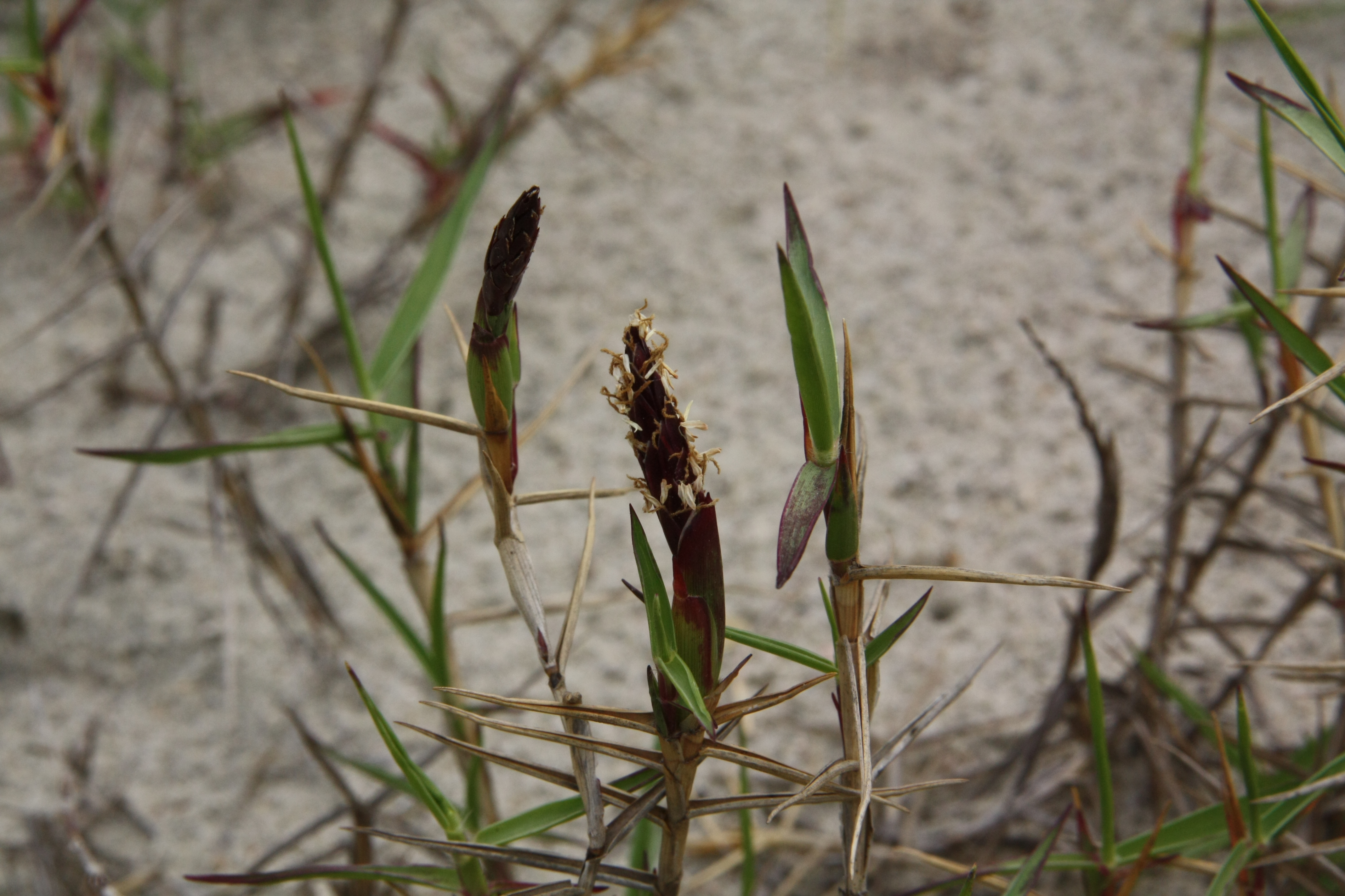 Plant Illustration Details