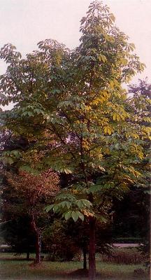 칠엽수(Aesculus turbinata Blume)