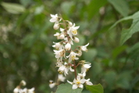 Plant Illustration Details