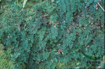 Plant Illustration Details