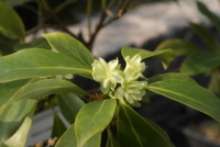 붓순나무(Illicium anisatum L.)