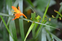 Plant Illustration Details