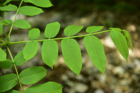 가래나무(Juglans mandshurica Maxim.)