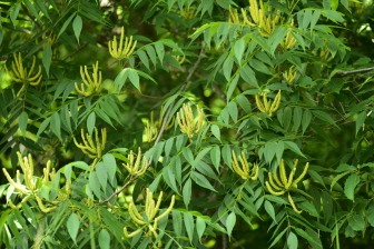 굴피나무(Platycarya strobilacea Siebold & Zucc.)