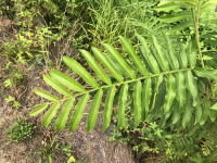 중국굴피나무(Pterocarya stenoptera C.DC.)