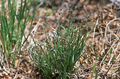 Plant Illustration Details