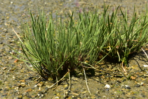 Plant Illustration Details