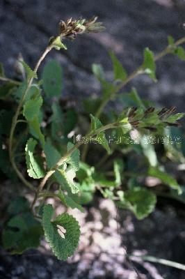 Plant Illustration Details