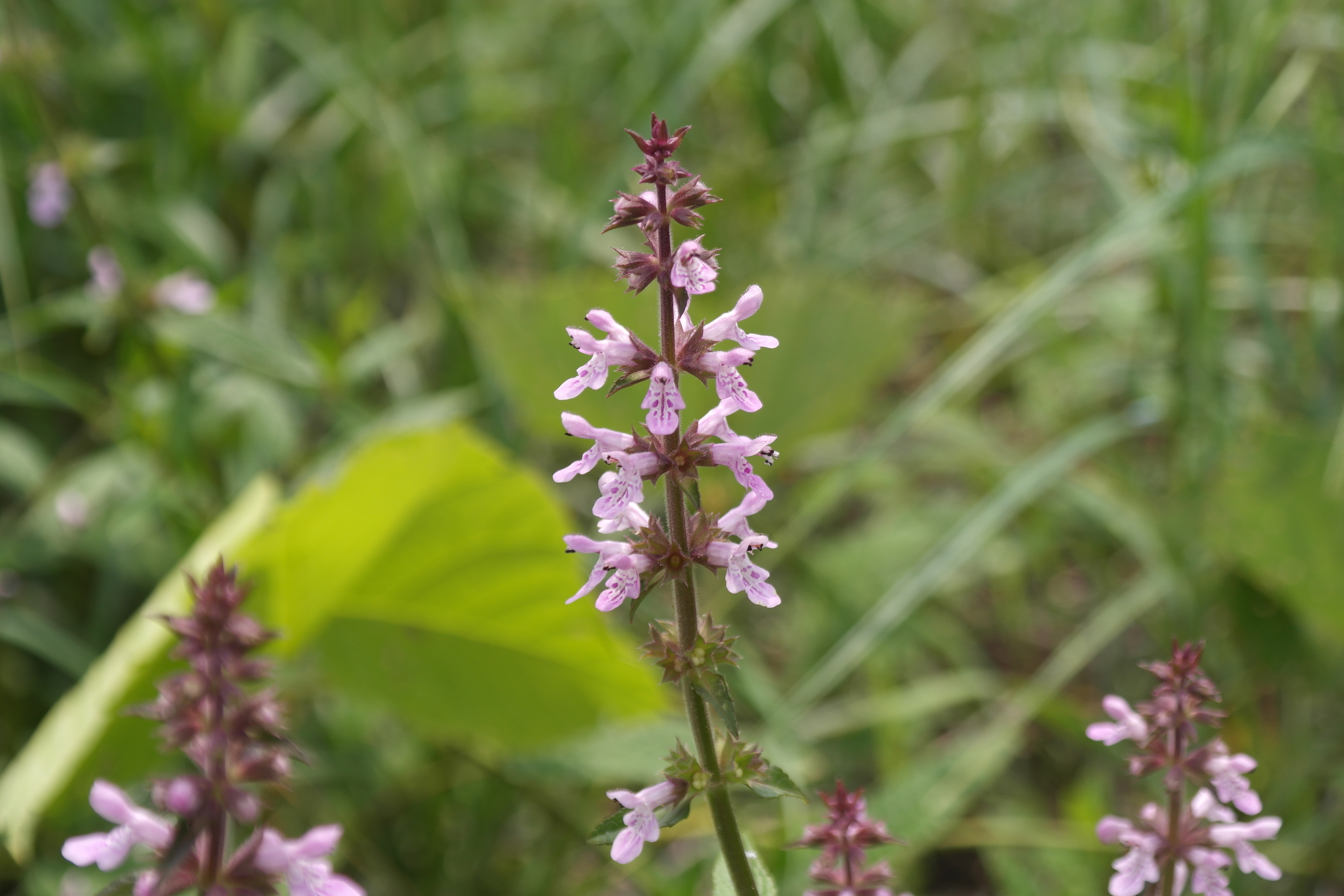 Plant Illustration Details