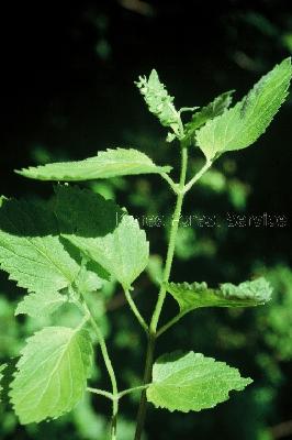 Plant Illustration Details