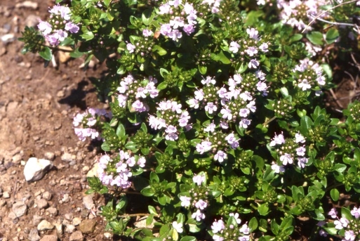 Thymus quinquecostatus Čelak. var. magnus (Nakai) Kitam.