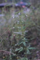 Plant Illustration Details