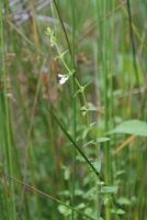 Plant Illustration Details