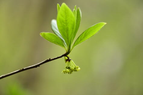 Plant Illustration Details