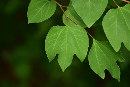 Plant Illustration Details