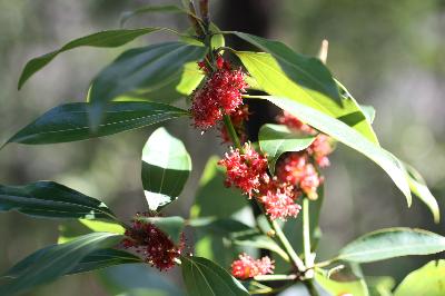 Plant Illustration Details