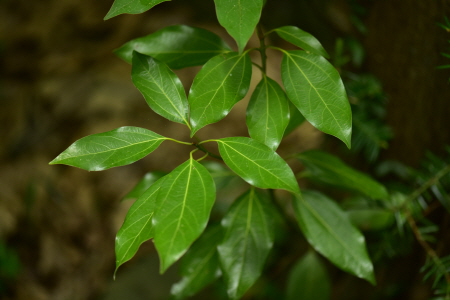 참식나무(Neolitsea sericea (Blume) Koidz.)