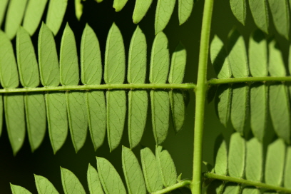 Plant Illustration Details