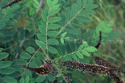 Plant Illustration Details