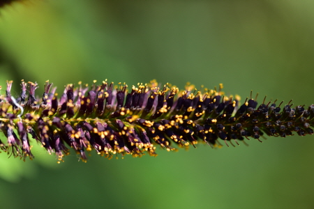 족제비싸리(Amorpha fruticosa L.)