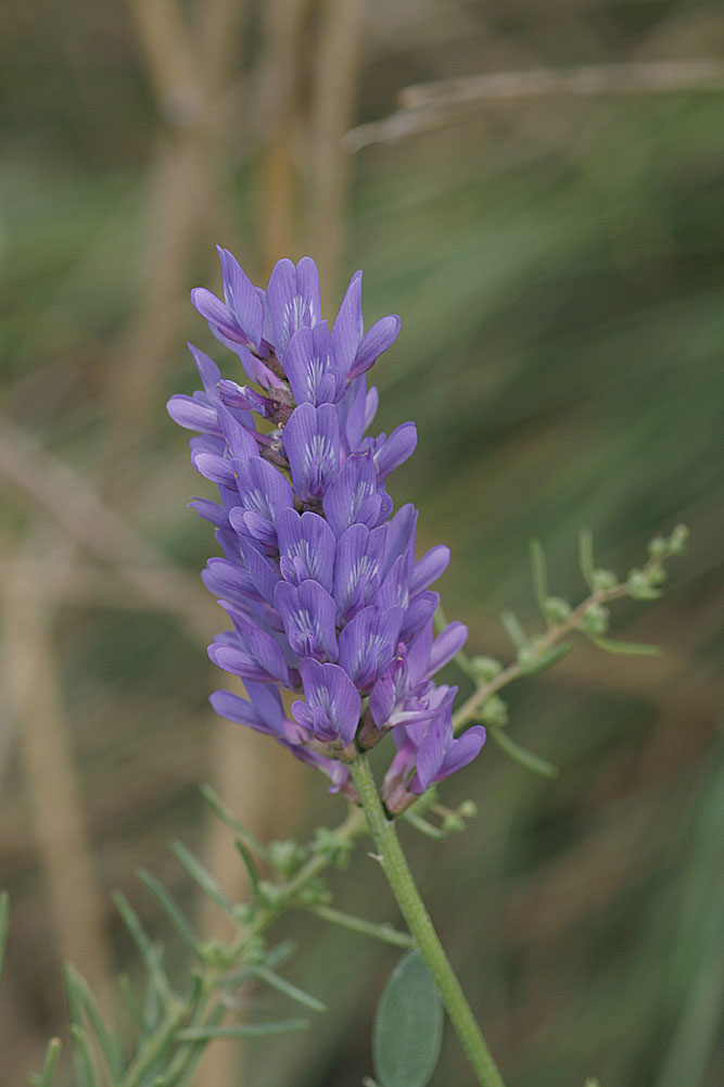 Plant Illustration Details