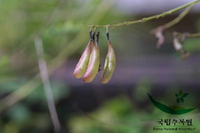 황기 이미지