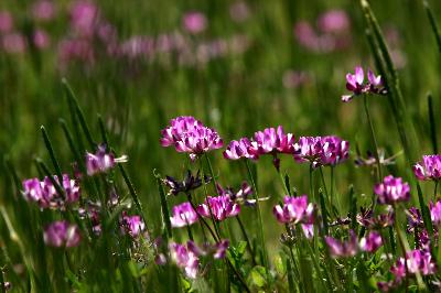 자운영(Astragalus sinicus L.)