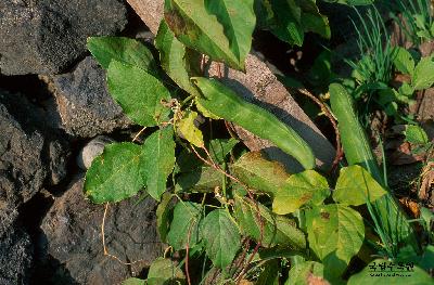 Plant Illustration Details